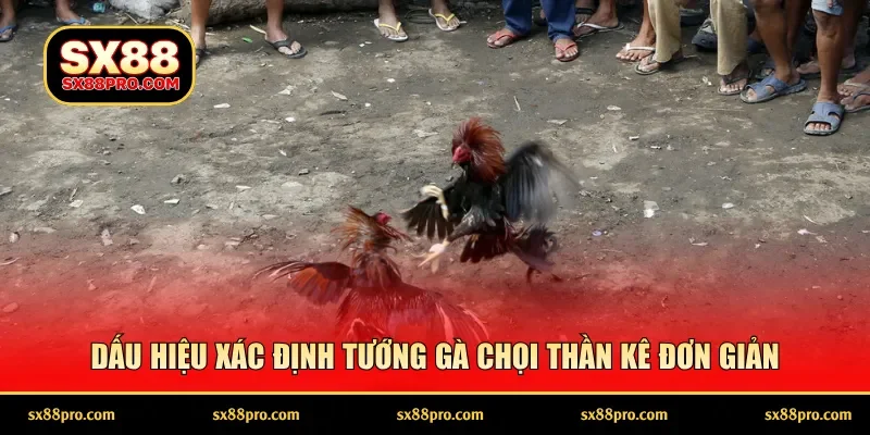 Dấu hiệu xác định tướng gà chọi thần kê đơn giản