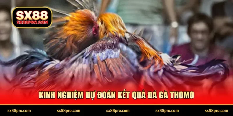 Kinh nghiệm dự đoán kết quả đá gà Thomo
