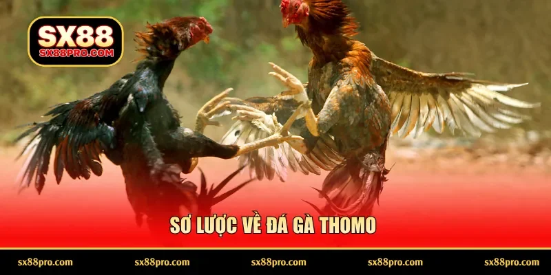 Sơ lược về đá gà Thomo
