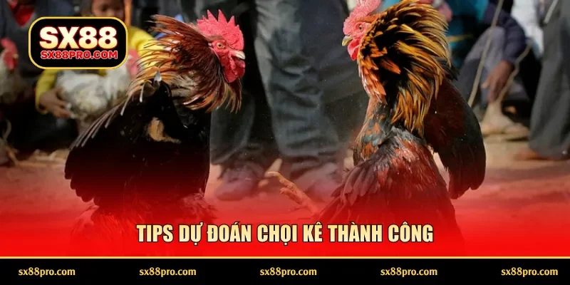 Tips dự đoán chọi kê thành công