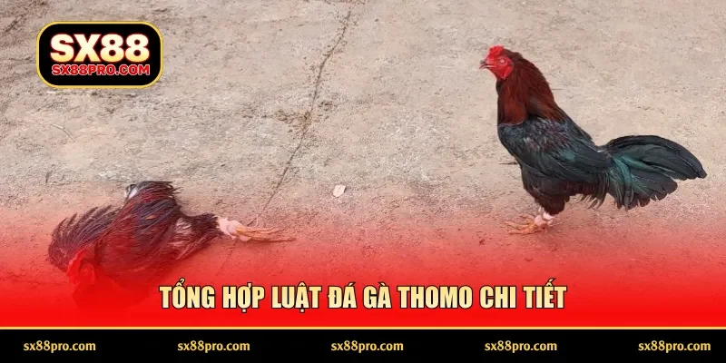 Tổng hợp luật đá gà Thomo chi tiết
